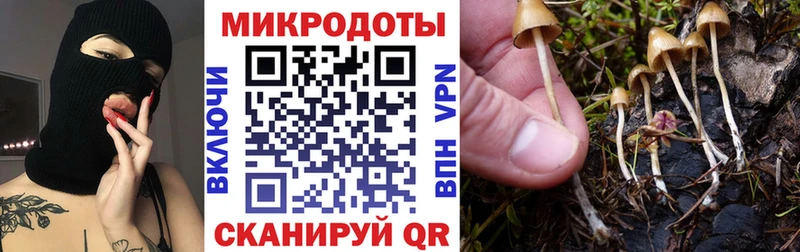 Галлюциногенные грибы Cubensis  Карачаевск 